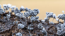 Biosphoto | 2621498 | Hanging Slime Mold (Badhamia utricularis) sporangia on decaying wood, Gers, France | &copy; Marie Aymerez / Biosphoto