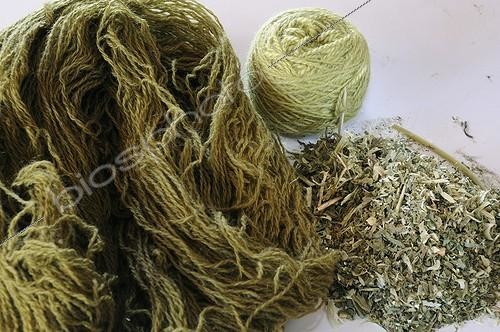 Biosphoto | 555964 | Hank of Sheep wool dyed craftsmen and Reseda | &copy; Denis Bringard / Biosphoto