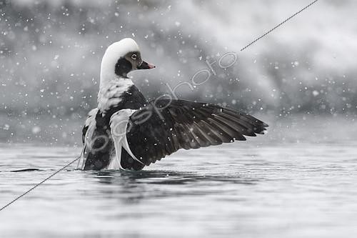 Biosphoto | 2392419 | Harelde boréale (Clangula hyemalis) dans le port de Batsfjord, Varanger, Norvège | &copy; Patrick Kientz / Biosphoto