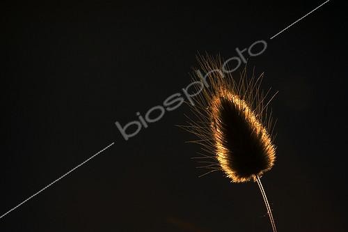 Biosphoto | 482222 | Harestail Grass Blacklighting France | &copy; Christophe Perelle / Biosphoto