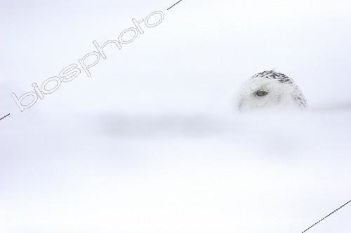 Biosphoto | 482153 | Harfang des neiges au sol pendant une tempête de neige | &copy; Christophe Perelle / Biosphoto