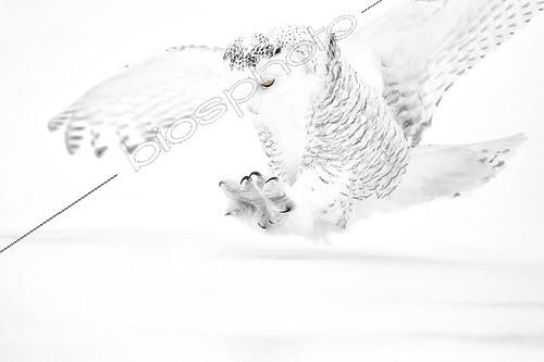 Biosphoto | 2404140 | Harfang des neiges (Bubo scandiacus) se posant dans la neige, Québec, Canada | &copy; Marion Vollborn / BIA / Biosphoto