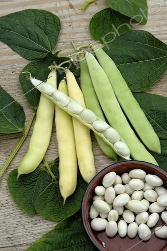 Biosphoto | 446180 | Haricot coco nain blanc précoce | &copy; DIGIT images / Biosphoto