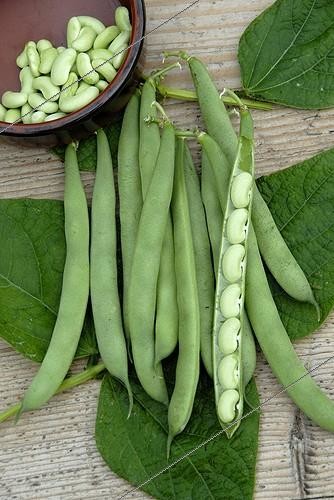 Biosphoto | 446175 | Haricot nain flageolet 'Chevrier vert' | &copy; DIGIT images / Biosphoto