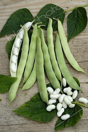 Biosphoto | 446178 | Haricot nain 'Soissons à gros pied' | &copy; DIGIT images / Biosphoto