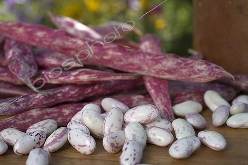 Biosphoto | 527660 | Haricots à écosser  Bingo'  grains frais | &copy; NouN / Biosphoto