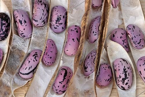 Biosphoto | 225449 | Haricots 'Wisley Magic' dans leurs cosses ; Variété retenue par la R.H.S (Royal Horticultural Society) pour ses qualités. | &copy; Hervé Lenain / Biosphoto