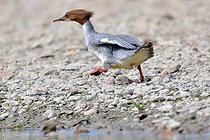 Biosphoto | 2602166 | Harle bièvre femelle (Mergus merganser) sur une plage de la Loire (région de Pouilly), France | &copy; Pierre Vernay / Biosphoto
