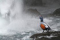 Biosphoto | 2586108 | Harlequin duck (Histrionicus histrionicus) male in front of a waterfall, Iceland | &copy; Michel Rauch / Biosphoto