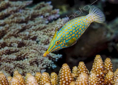 Biosphoto | 2032668 | Harlequin filefish - Indian Ocean, Mayotte | &copy; Fabien Michenet / Biosphoto