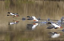 Biosphoto | 2512310 | Harles bièvres (Mergus merganser) envol de mâles, Parc naturel régional des Vosges du Nord, France | &copy; Michel Rauch / Biosphoto