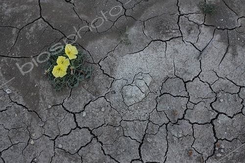 Biosphoto | 1261045 | Hartweg's sundrops flowers on dryed hearth South Texas USA | &copy; Cyril Ruoso / Biosphoto