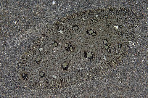Biosphoto | 2485058 | Hartzfeld's Sole (Heteromycteris hartzfeldii) camouflaged on sand, Puri Jati dive site, Seririt, Buleleng Regency, Bali, Indonesia | &copy; Colin Marshall / Biosphoto