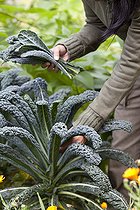 Biosphoto | 2434052 | Harvest cabbage 