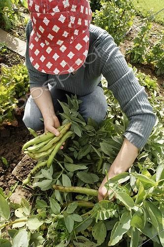 Biosphoto | 487998 | Harvest Horsebeans 'Aguadulce à très longues cosses' France | &copy; Hervé Lenain & Marie-Pierre Samel / Biosphoto
