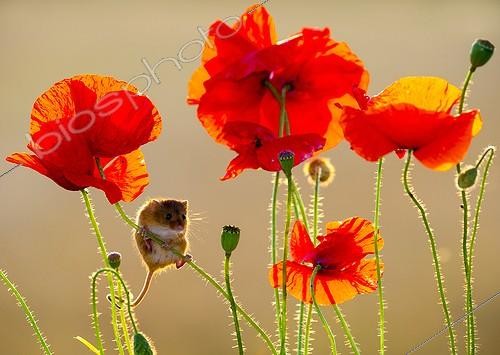 Biosphoto | 2041473 | Harvest Mouse amongst poppies in summer - GB | &copy; Frédéric Desmette / Biosphoto