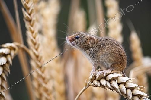 Biosphoto | 1446951 | Harvest mouse sitting on an ear of corn in Alsace France | &copy; Berndt Fischer / Biosphoto