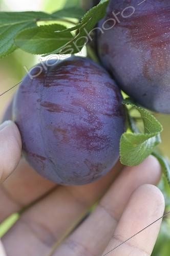 Biosphoto | 1190520 | Harvest of a plum 'Anna Spath' in a garden | &copy; Alexandre Petzold / Biosphoto