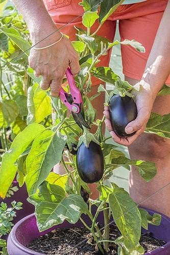 Biosphoto | 2431242 | Harvest of an eggplant grown in a pot | &copy; Jean-Michel Groult / Biosphoto