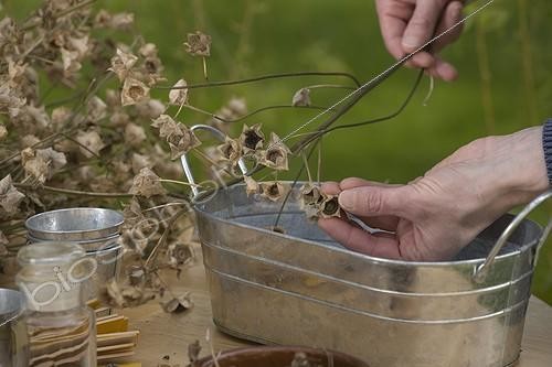 Biosphoto | 716487 | Harvest of annual mallow seeds in a garden | &copy; NouN / Biosphoto