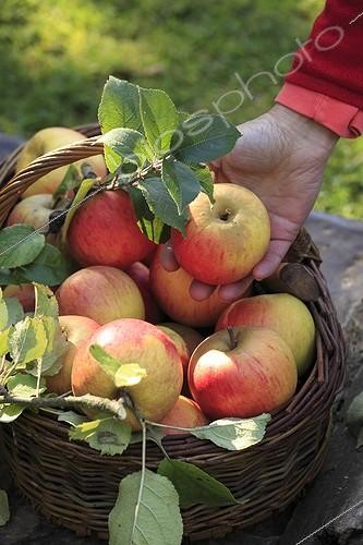 Biosphoto | 988562 | Harvest of apples 'Reine des reinettes' in a garden | &copy; Gilles Le Scanff & Joëlle-Caroline Mayer / Biosphoto