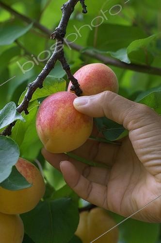 Biosphoto | 443056 | Harvest of apricots 'Rouge du Roussillon' | &copy; Frédéric Didillon / Biosphoto