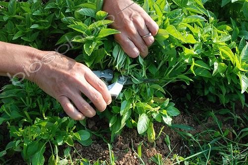 Biosphoto | 1999882 | Harvest of basil in a kitchen garden | &copy; Serge Lapouge / Biosphoto