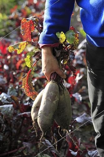 Biosphoto | 988550 | Harvest of beets 'Cylindrica' in a garden | &copy; Gilles Le Scanff & Joëlle-Caroline Mayer / Biosphoto