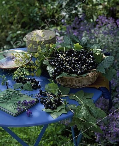 Biosphoto | 627972 | Harvest of black currants 'Delbard Robusta' on a table | &copy; Gilles Le Scanff & Joëlle-Caroline Mayer / Biosphoto