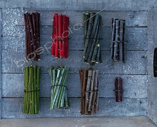 Biosphoto | 733263 | Harvest of branchs in a garden in winter | &copy; Gilles Le Scanff & Joëlle-Caroline Mayer / Biosphoto