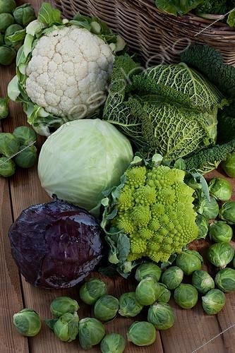 Biosphoto | 1081881 | Harvest of cabbages | &copy; Philippe Giraud / Biosphoto
