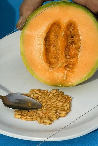 Biosphoto | 1636939 | Harvest of cantalope seeds  | &copy; Lamontagne / Biosphoto