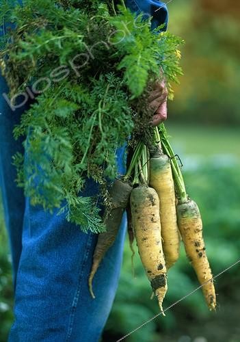 Biosphoto | 1206535 | Harvest of carots ‘Yellow Stone’ and ‘Purple Haze’ | &copy; Gilles Le Scanff & Joëlle-Caroline Mayer / Biosphoto