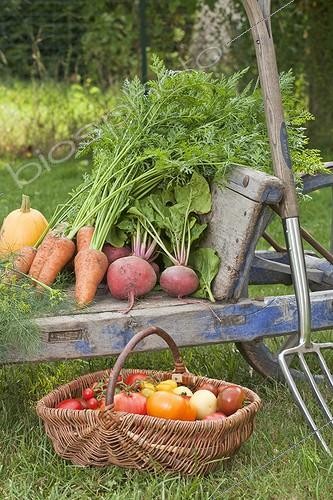 Biosphoto | 910709 | Harvest of carrots 'De Chantenay'and beets 'De Chioggia' | &copy; NouN / Biosphoto