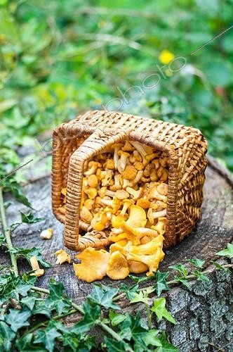 Biosphoto | 2012216 | Harvest of chantarelles in a basket | &copy; Yann Avril / Biosphoto