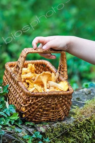 Biosphoto | 2012218 | Harvest of chantarelles in a basket | &copy; Yann Avril / Biosphoto