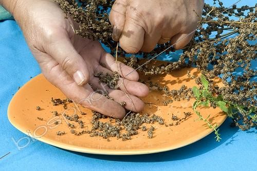 Biosphoto | 1636945 | Harvest of chard seeds  | &copy; Lamontagne / Biosphoto
