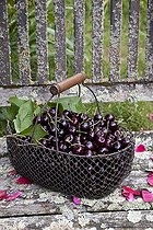 Biosphoto | 1637341 | Harvest of cherries 'Kordia' in a garden | &copy; NouN / Biosphoto