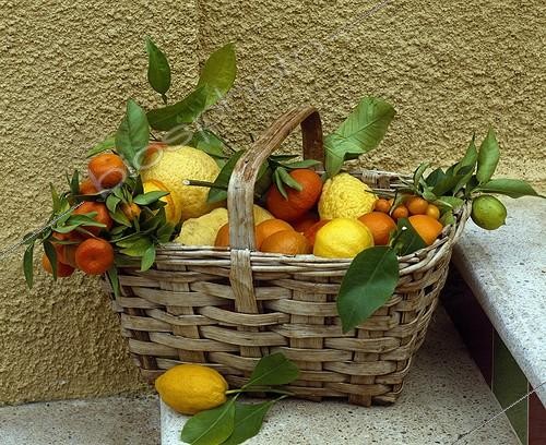 Biosphoto | 628058 | Harvest of citrus fruits in a basket | &copy; Gilles Le Scanff & Joëlle-Caroline Mayer / Biosphoto