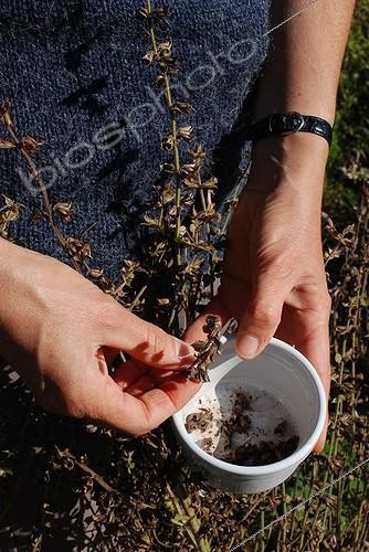 Biosphoto | 1876952 | Harvest of clary sage seeds in a garden ; To keep the active ingredients, the plants should be harvested in the morning after the dew has evaporated and dried quickly.<br>Clary sage is used for female disorders: painful menstruation, hot flushes. | &copy; Serge Lapouge / Biosphoto