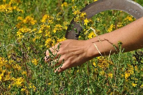 Biosphoto | 1998881 | Harvest of common st. johnswort in a garden ; To keep the active ingredients, the plants should be harvested in the morning after the dew has evaporated and dried quickly.<br>The oily maceration of wort is healing. | &copy; Serge Lapouge / Biosphoto