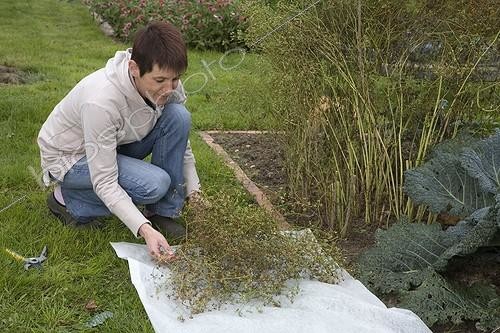 Biosphoto | 524912 | Harvest of coriander seeds in the kitchen garden | &copy; NouN / Biosphoto