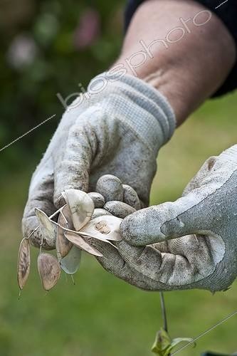 Biosphoto | 1609050 | Harvest of crops honesty seeds in a garden | &copy; Gilles Le Scanff & Joëlle-Caroline Mayer / Biosphoto