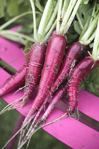 Biosphoto | 2034472 | Harvest of cultivated radishes in a kitchen garden | &copy; Jean-Michel Groult / Biosphoto