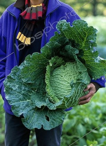 Biosphoto | 1206532 | Harvest of curled kale in a kitchen garden | &copy; Gilles Le Scanff & Joëlle-Caroline Mayer / Biosphoto