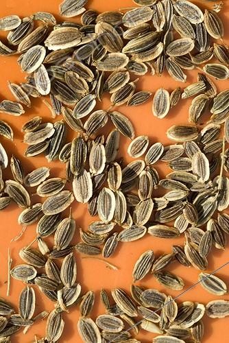Biosphoto | 1636942 | Harvest of dill seeds  | &copy; Lamontagne / Biosphoto