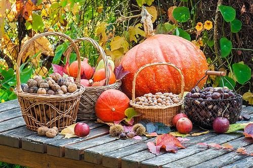 Biosphoto | 2018145 | Harvest of dried fruits and vegetables in a garden in autumn | &copy; Yann Avril / Biosphoto