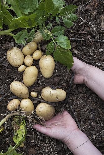 Biosphoto | 2545369 | Harvest of 'Elodie' potatoes. Early variety | &copy; Alexandre Petzold / Biosphoto