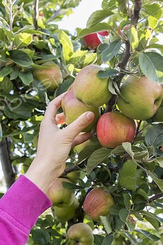 Biosphoto | 2103395 | Harvest of 'Falstaff' apples in a garden | &copy; Yann Avril / Biosphoto