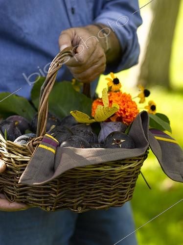 Biosphoto | 629677 | Harvest of figs in a basket | &copy; Gilles Le Scanff & Joëlle-Caroline Mayer / Biosphoto